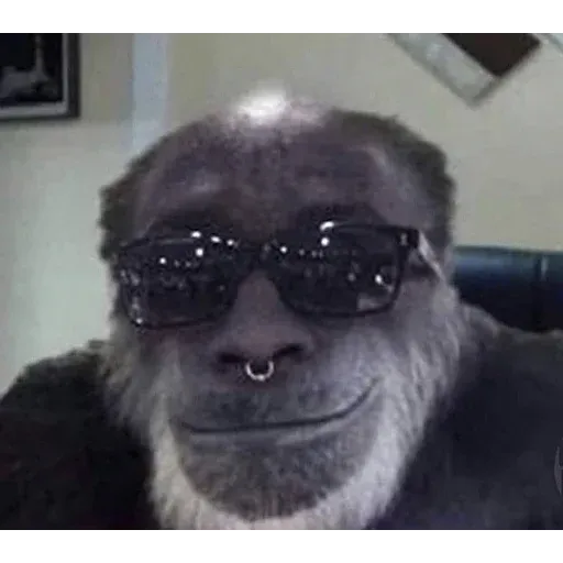 Monkeys sticker 21