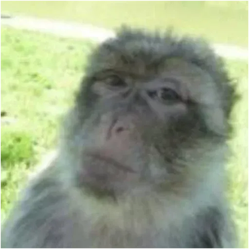 Monkeys sticker 23