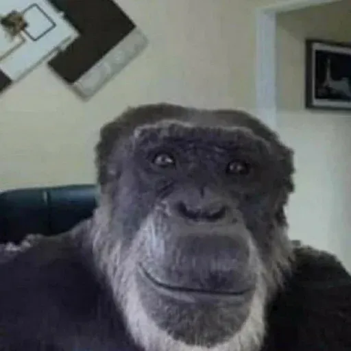 Monkeys sticker 27