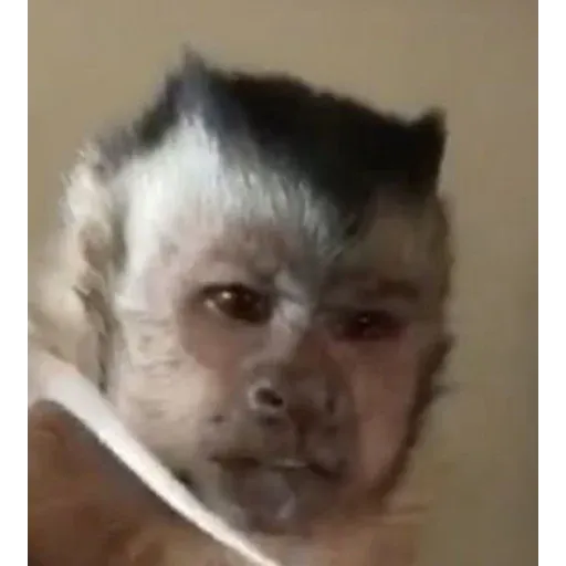 Monkeys sticker 29