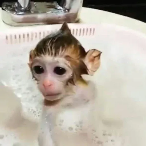 Monkeys sticker 32
