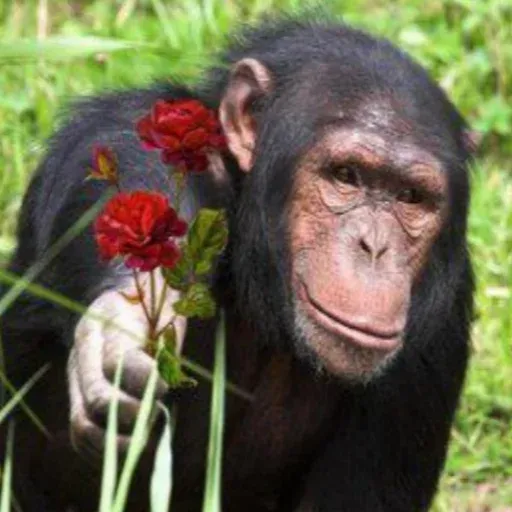 Monkeys sticker 33