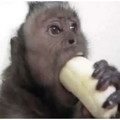 Monkeys sticker 34