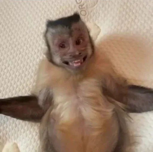 Monkeys sticker 43