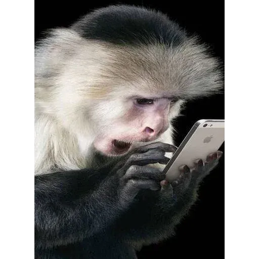 Monkeys sticker 47