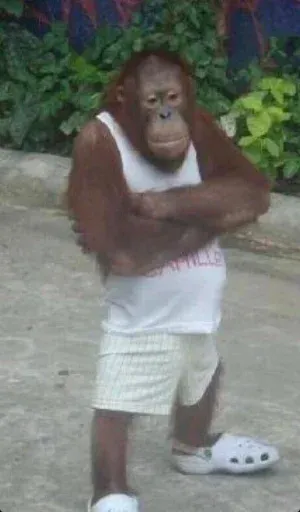 Monkeys sticker 55