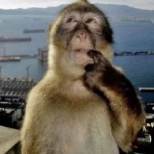 Monkeys sticker 58