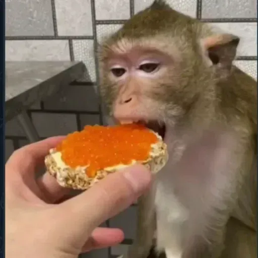 Monkeys sticker 60