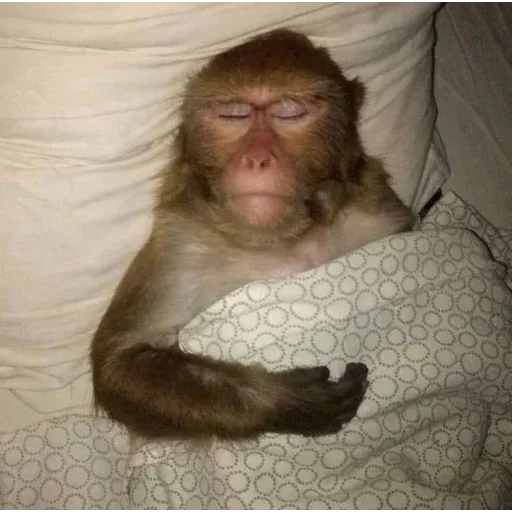 Monkeys sticker 7