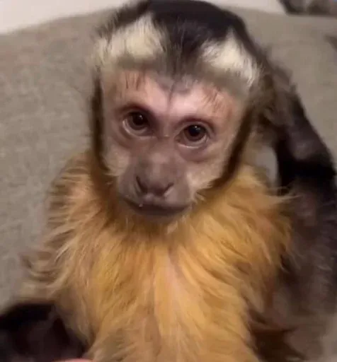 Monkeys sticker 61