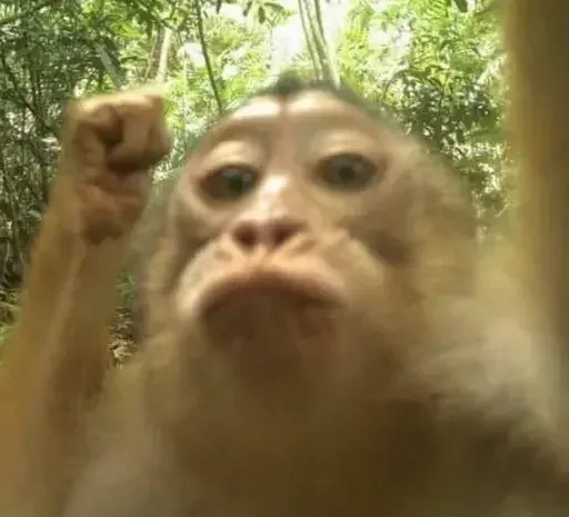 Monkeys sticker 62