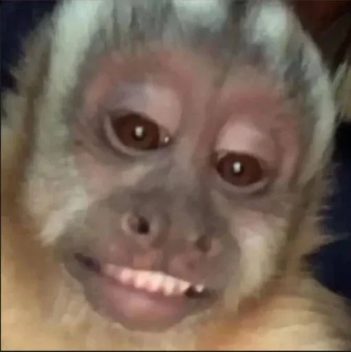 Monkeys sticker 63
