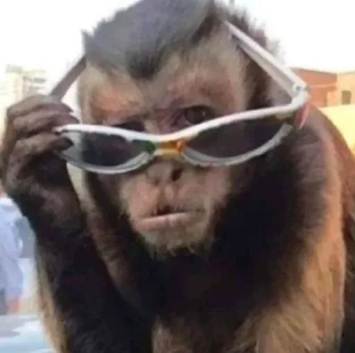 Monkeys sticker 64
