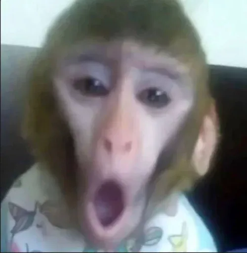 Monkeys sticker 65