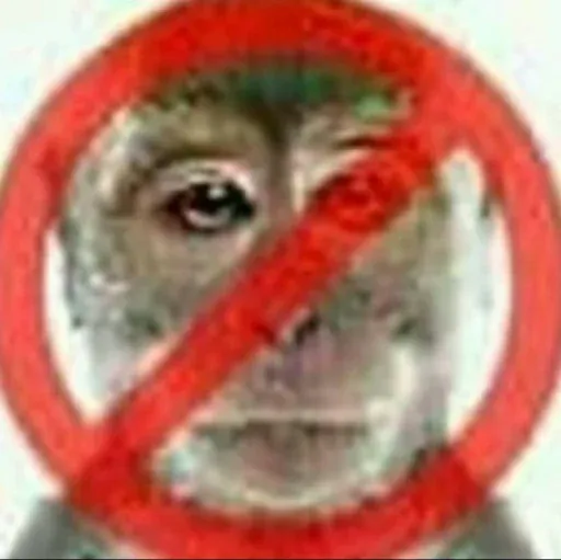 Monkeys sticker 66