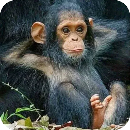 Monkeys sticker 67