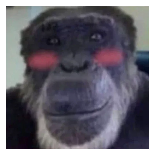 Monkeys sticker 69