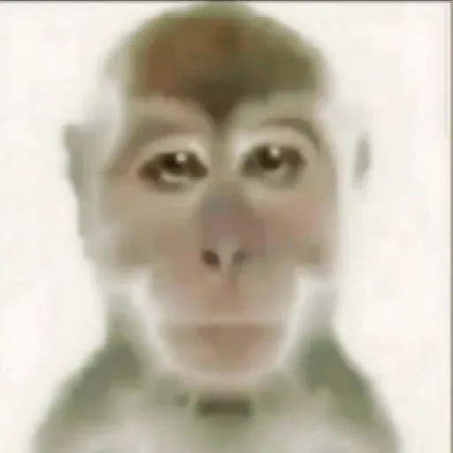 Monkeys sticker 8