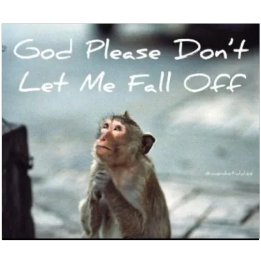 Monkeys sticker 71