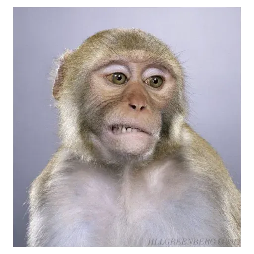 Monkeys sticker 72