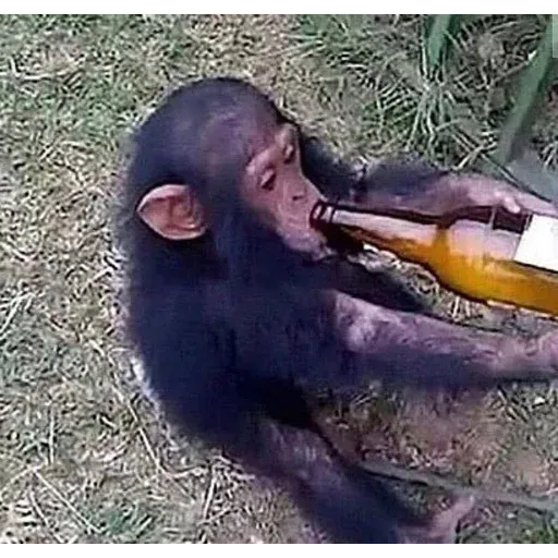 Monkeys sticker 9