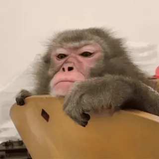 monke2004 sticker 104