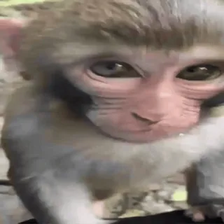 monke2004 sticker 25