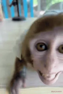 monke2004 sticker 43