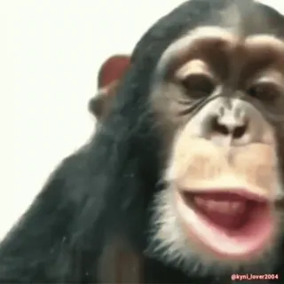 monke2004 sticker 44