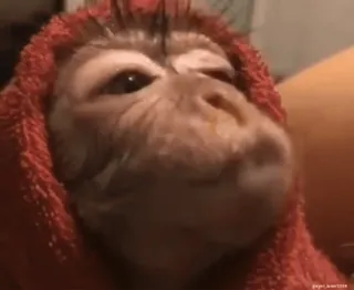 monke2004 sticker 54