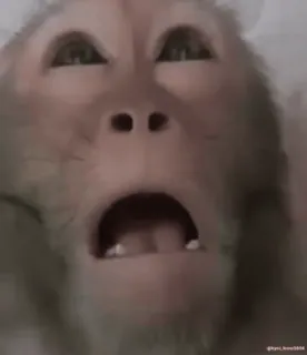 monke2004 sticker 56