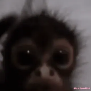 monke2004 sticker 58