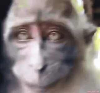 monke2004 sticker 61