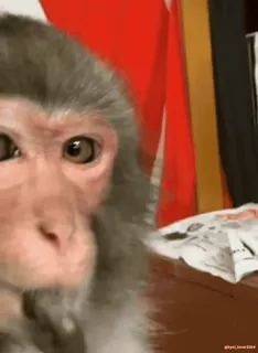 monke2004 sticker 64