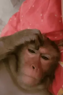 monke2004 sticker 75