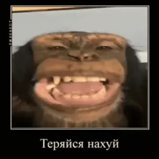 monke2004 sticker 77