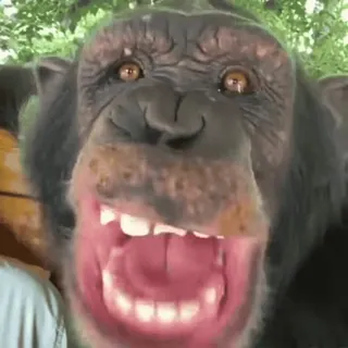 monke2004 sticker 82