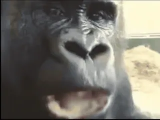 monke2004 sticker 83