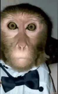 monke2004 sticker 89