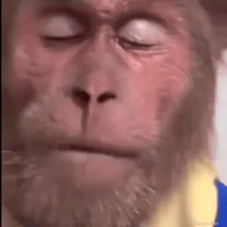 monke2004 sticker 10