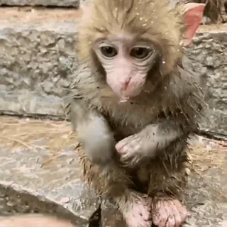 monkeysbynorufx_by_fstikbot sticker 11