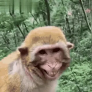 monkeysbynorufx_by_fstikbot sticker 12