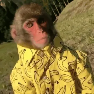 monkeysbynorufx_by_fstikbot sticker 13