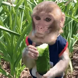 monkeysbynorufx_by_fstikbot sticker 19