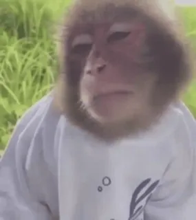 monkeysbynorufx_by_fstikbot sticker 20