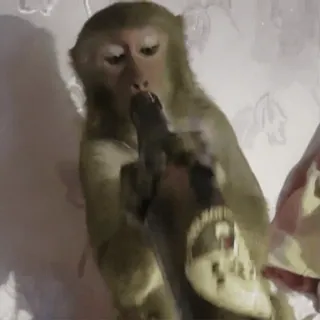 monkeysbynorufx_by_fstikbot sticker 35