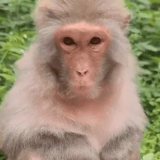 monkeysbynorufx_by_fstikbot sticker 39