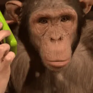 cute monkeys sticker 19