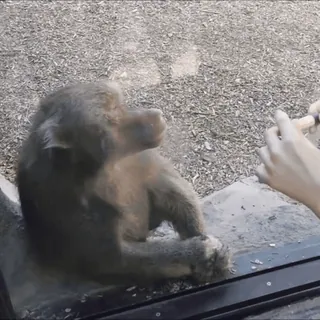 cute monkeys sticker 22