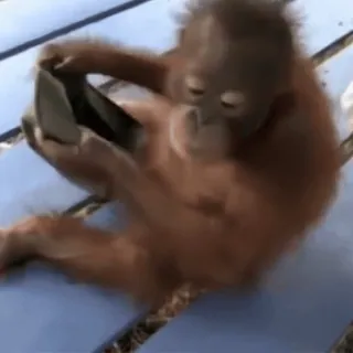cute monkeys sticker 10